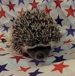 Baby Female Hedgehog "Sage'