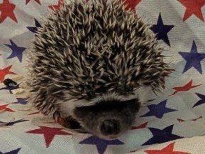 Baby Female Hedgehog "Sage'