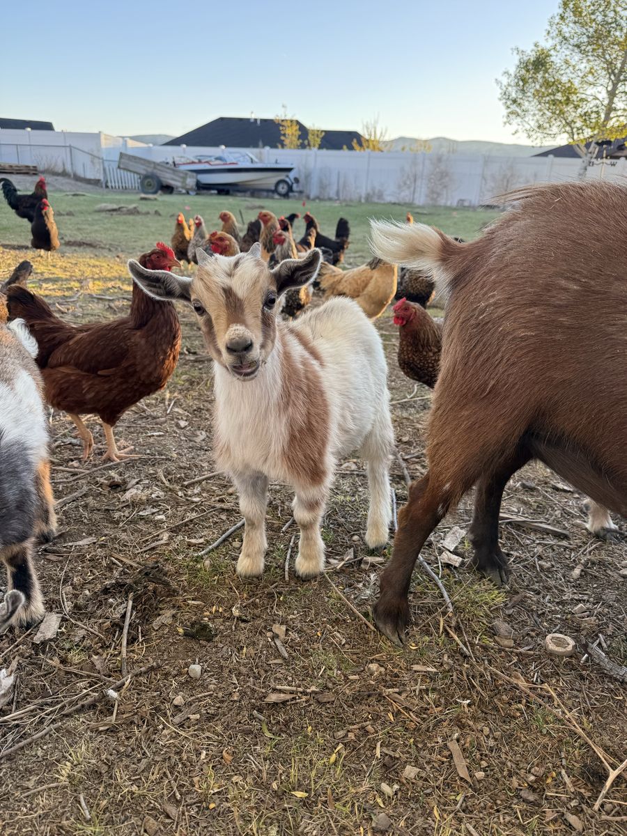 Nigerian Dwarf Buckling
