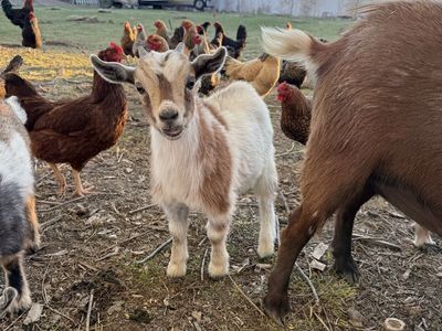 Nigerian Dwarf Buckling