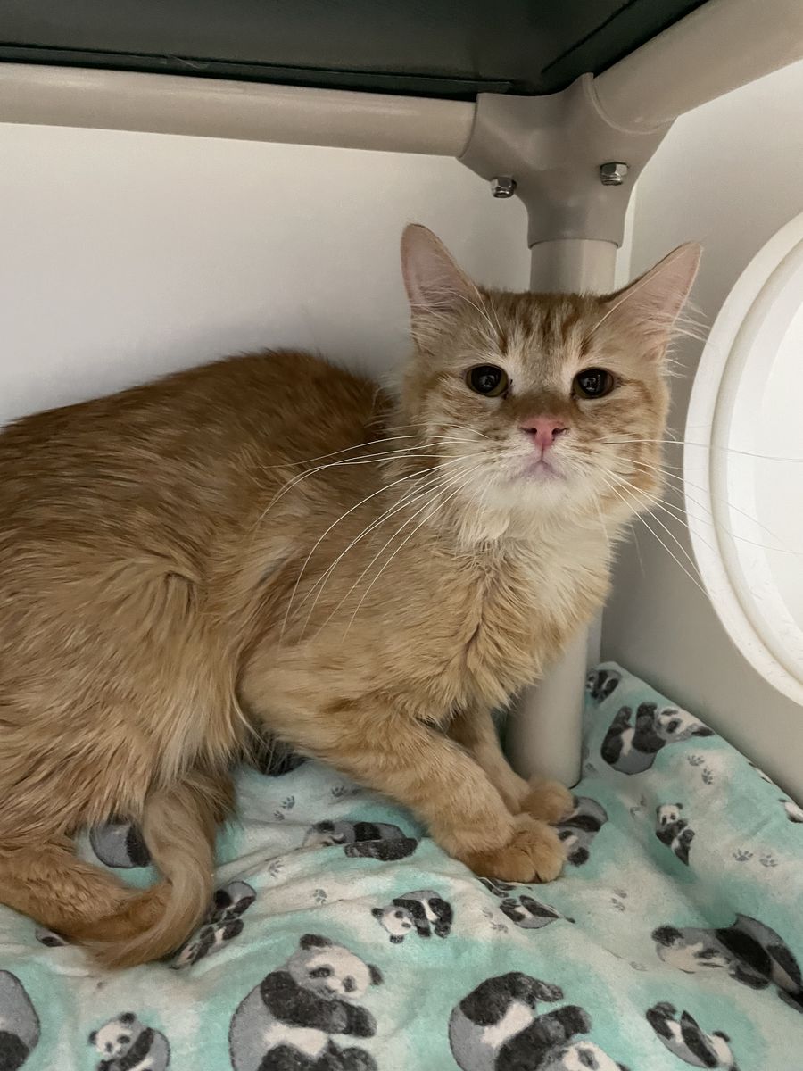 A150613 Chance is Available for Adoption!