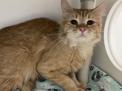 A150613 Chance is Available for Adoption!