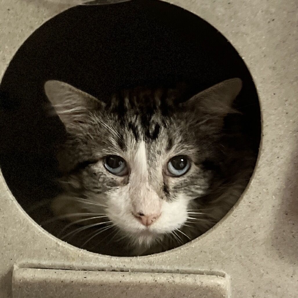 Hello my name is Clover Nook