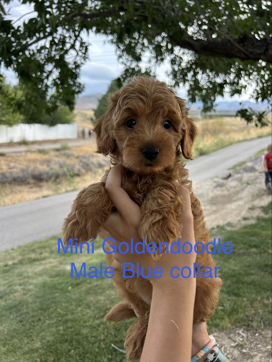 Mini Goldendoodle F1b Puppies READY TO GO!!! PRICE REDUCED!!!!