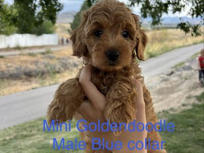 Mini Goldendoodle F1b Puppies READY TO GO!!! PRICE REDUCED!!!!