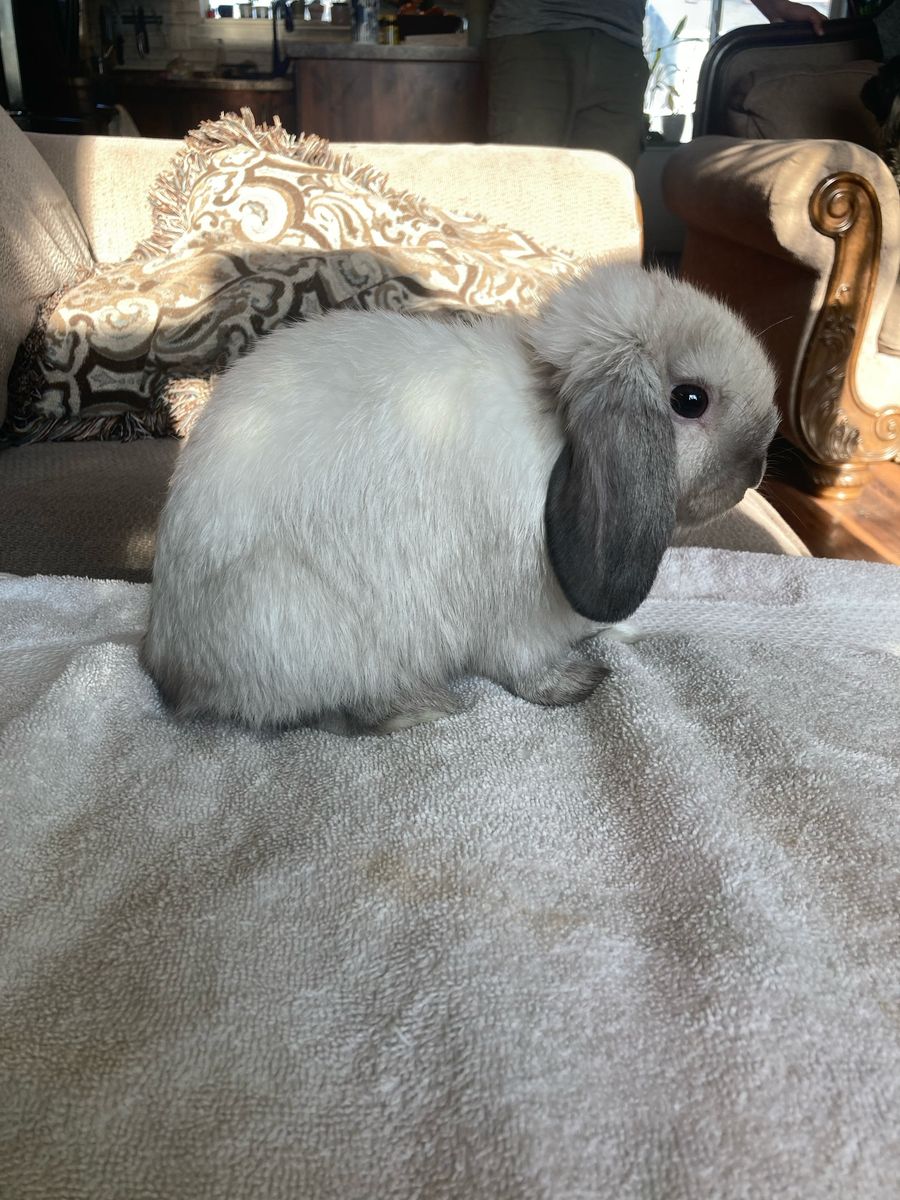Proven Sable Holland Lop Buck