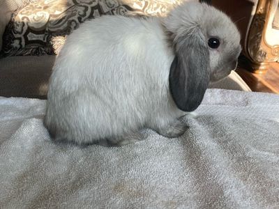 Proven Sable Holland Lop Buck