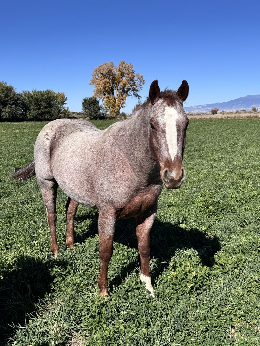 Bred Mare