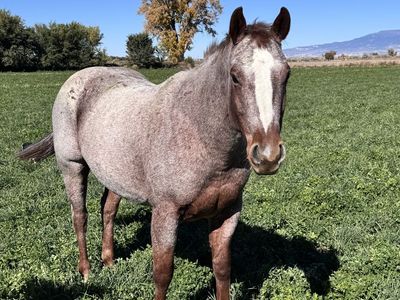 Bred Mare