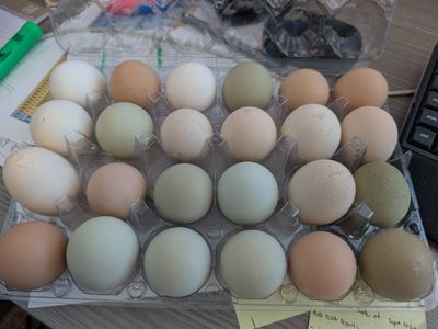 Eggs