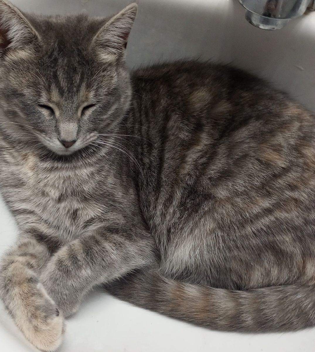 lost cat