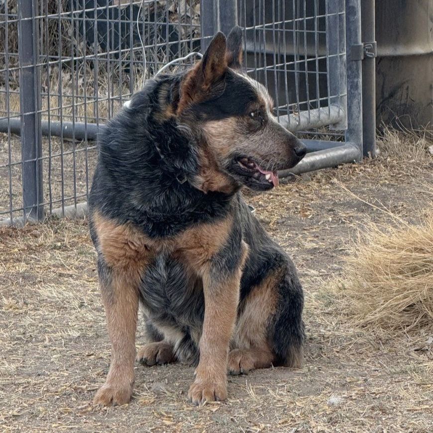 Quality Heeler Puppies Australian Cattle Dog