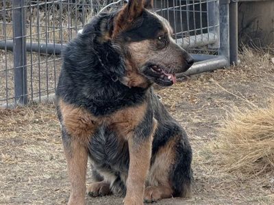 Quality Heeler Puppies Australian Cattle Dog