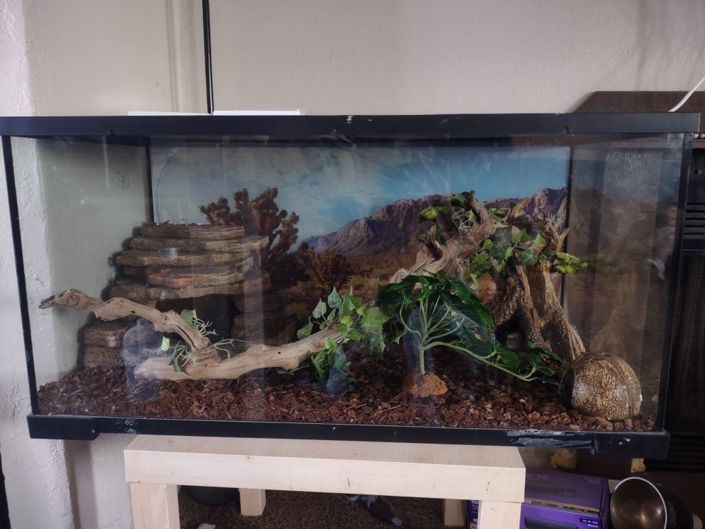 Male and female leopard geckos and tank