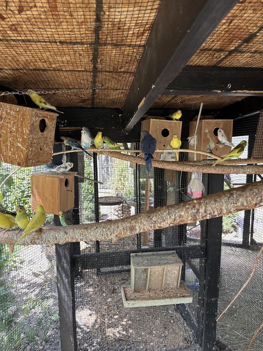 Parakeet’s