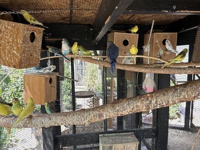 Parakeet’s
