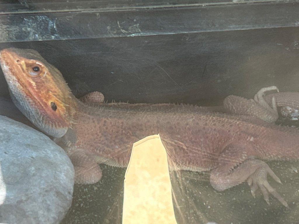 Red Male Bearded Dragon
