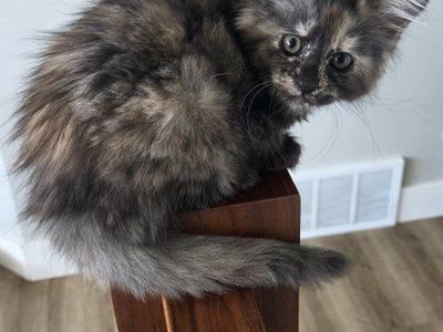 CFA Maine Coon Kittens