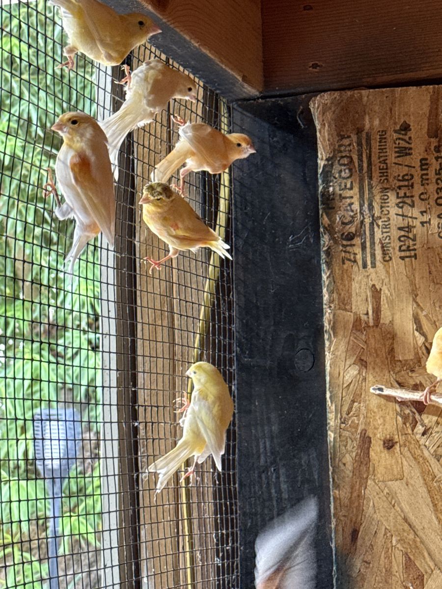 Canaries 