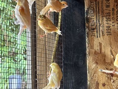 Canaries