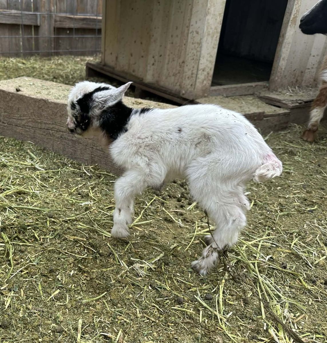 Nigerian Dwarf / Mini Nubian Buckling