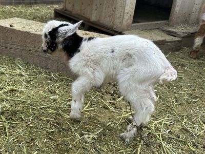 Nigerian Dwarf / Mini Nubian Buckling