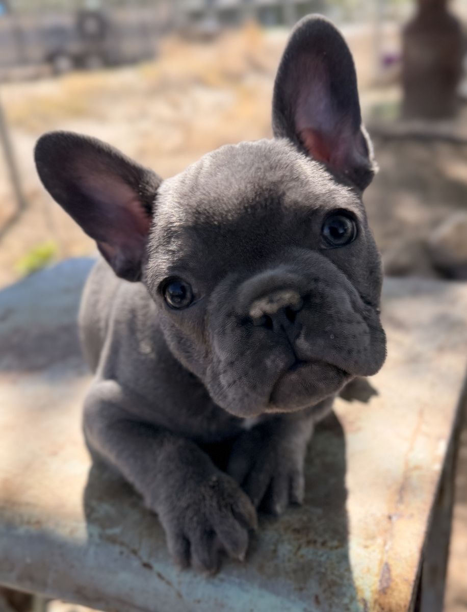 Beautiful AKC French Bulldog Puppies - Frenchie
