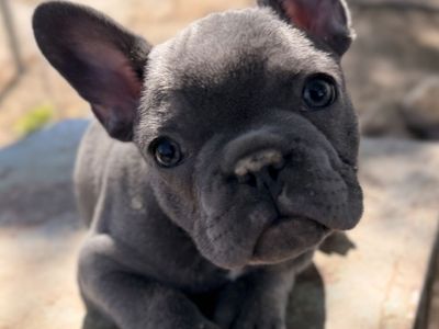 Beautiful AKC French Bulldog Puppies - Frenchie
