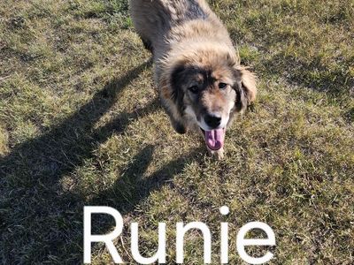 Rocky mountain mastiff