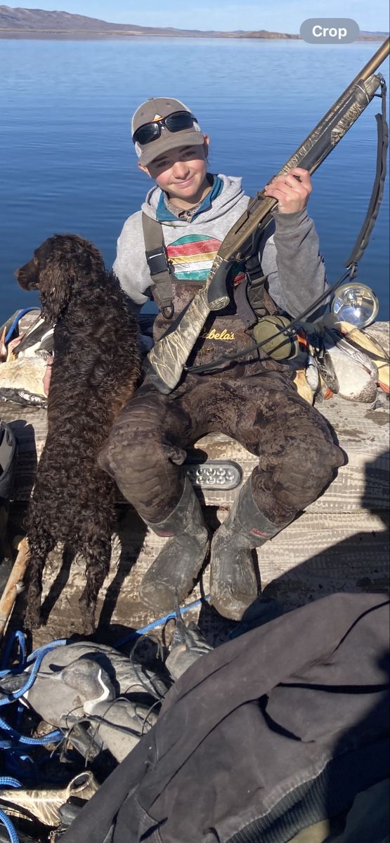 Boykin Spaniel Puppies