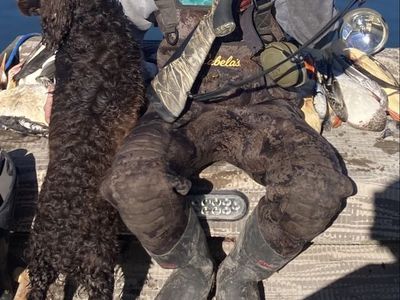Boykin Spaniel Puppies