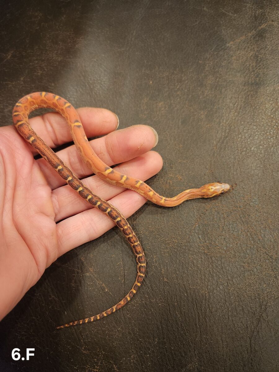 Scaleless young corn snakes.