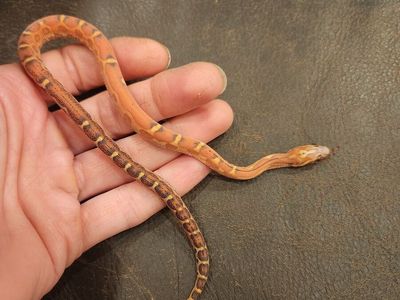 Scaleless young corn snakes.