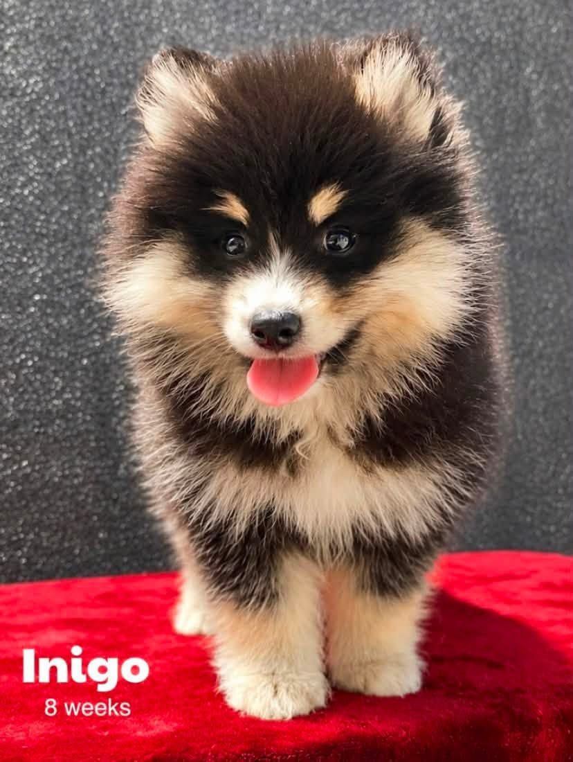 Arctic Spitz (“Pomsky”, “Mini Husky”) Puppies— TRAVELING TO UTAH FROM OREGON 7/22!