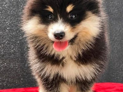 Arctic Spitz (“Pomsky”, “Mini Husky”) Puppies— TRAVELING TO UTAH FROM OREGON 7/22!