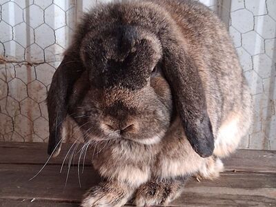 Holland Lop Bunnies