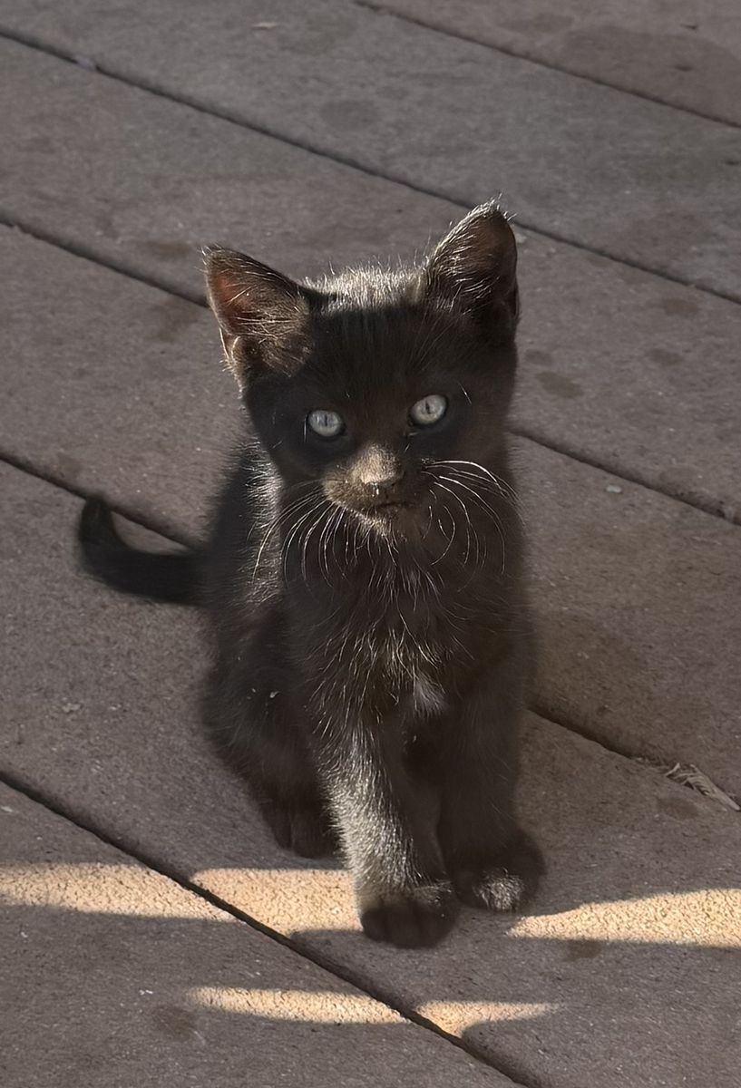 Adorable Kittens Seeking Forever Homes - Black & Tabby, Playful & Loving
