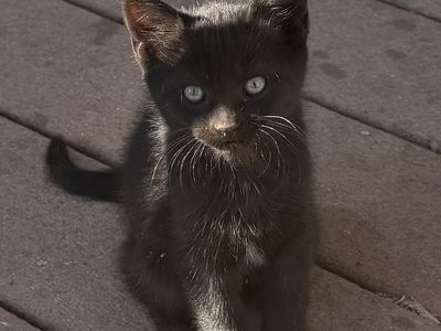 Adorable Kittens Seeking Forever Homes - Black & Tabby, Playful & Loving