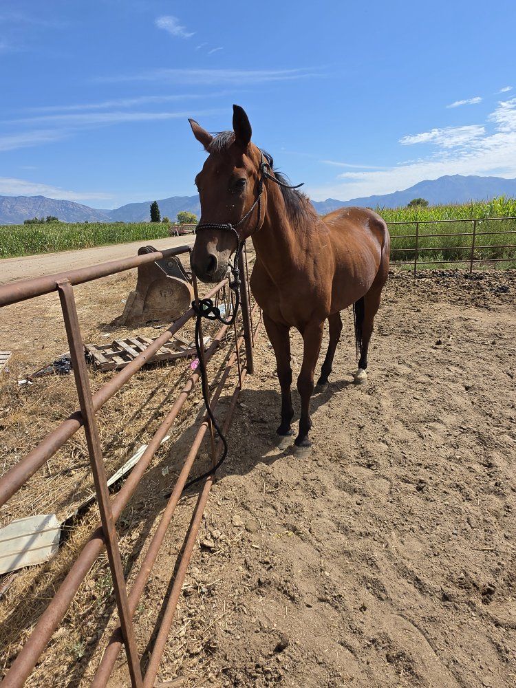25 year old AQHA gelding