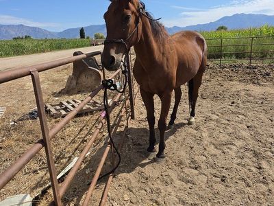 25 year old AQHA gelding