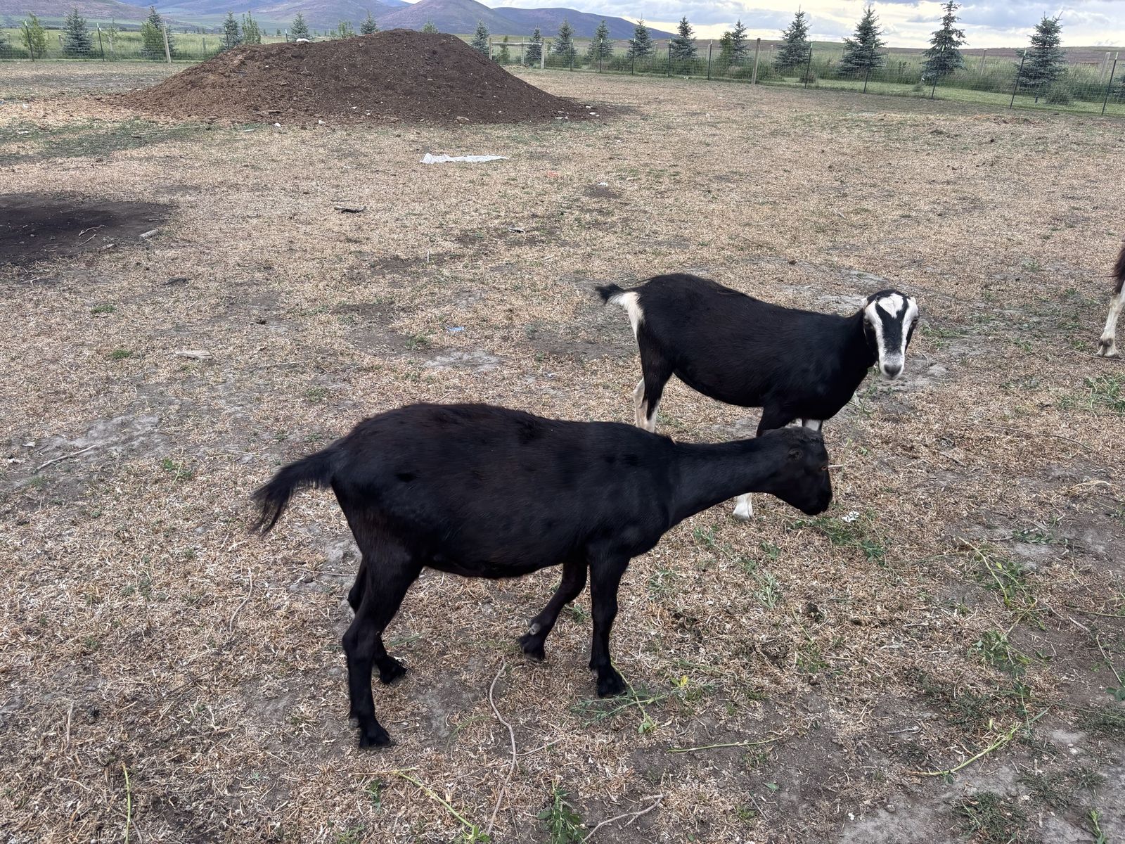 Exposed Lamancha Milk doe Dairy goats purebred