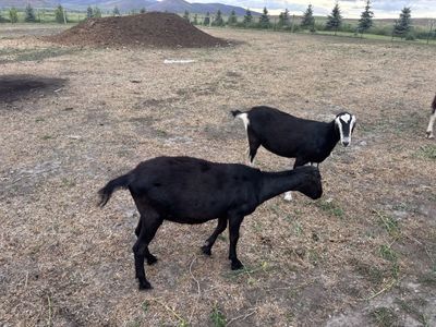 Exposed Lamancha Milk doe Dairy goats purebred