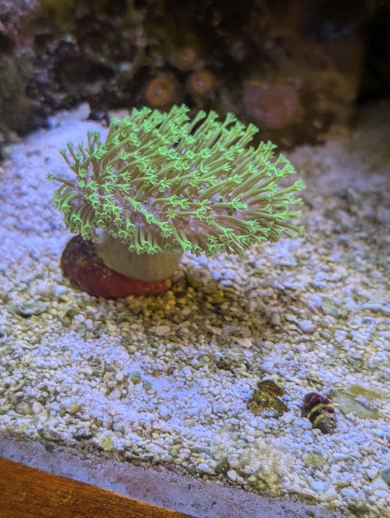 Neon green toadstool corals