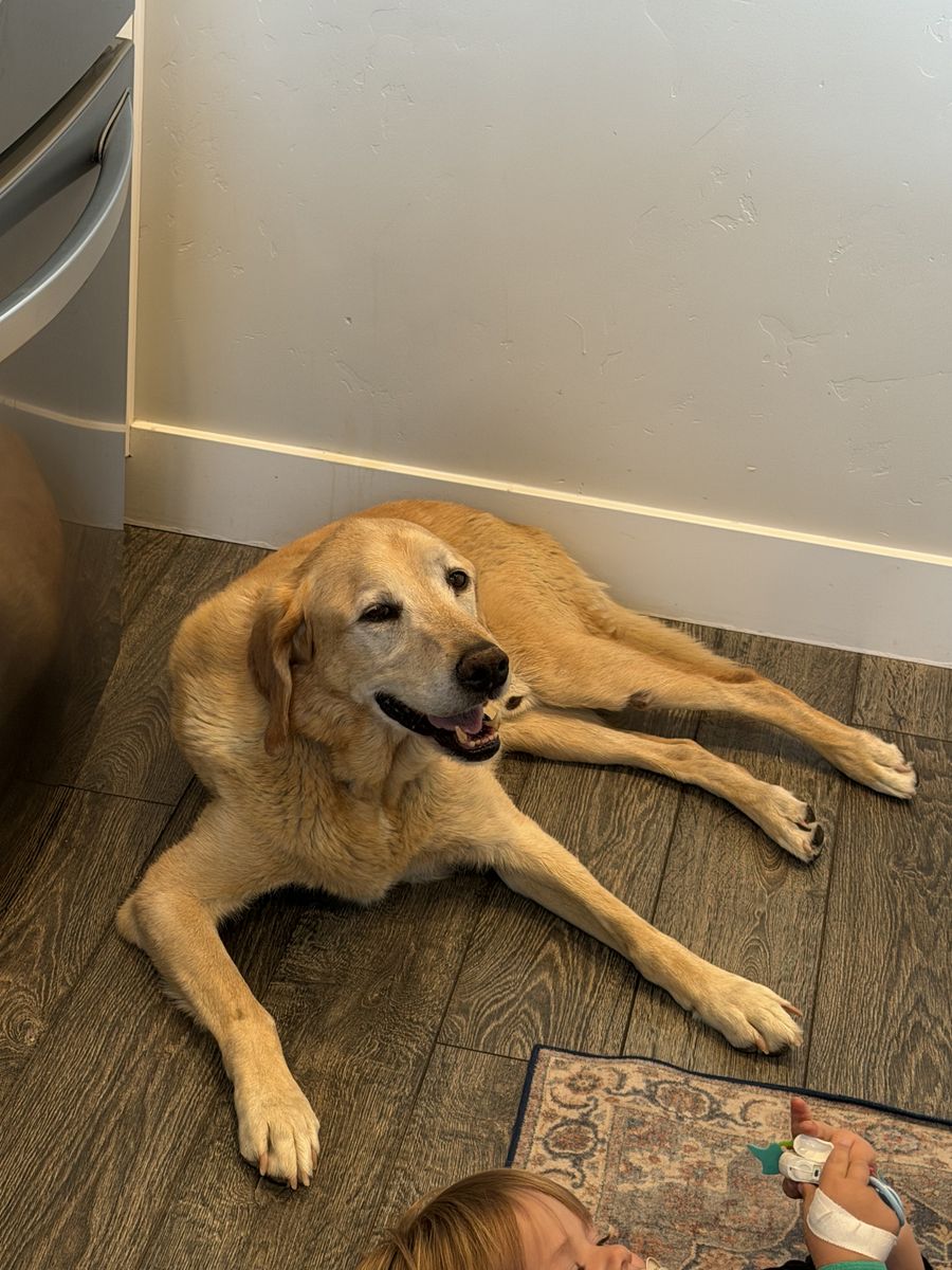 Found dog! Need to find owner!