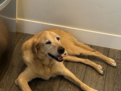 Found dog! Need to find owner!