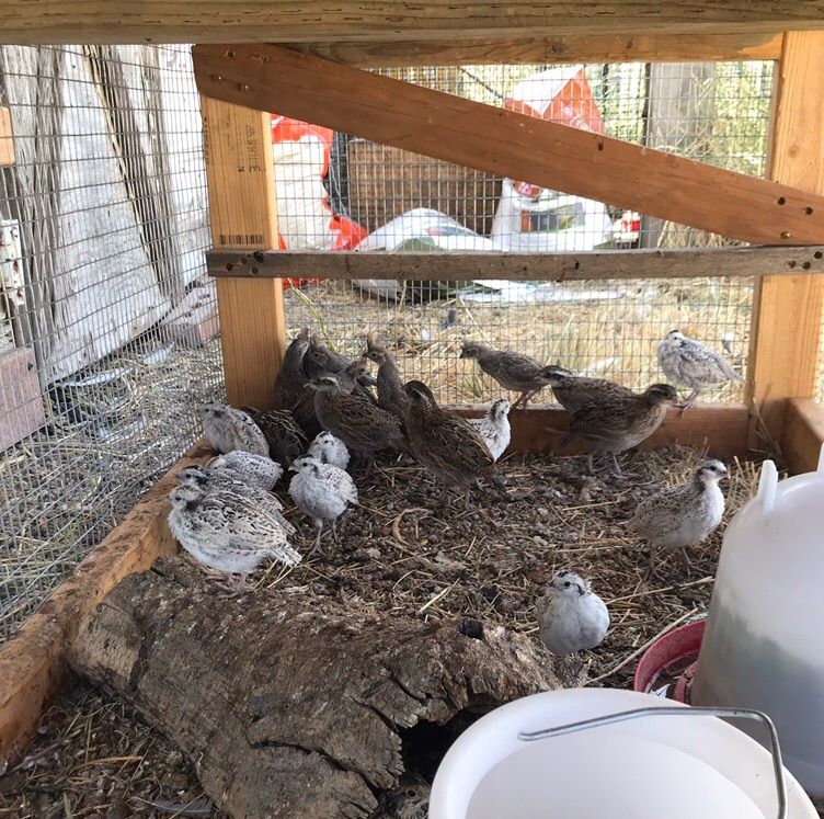 Juvenile's Snowflake Bobwhite For Sale