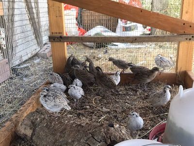 Juvenile's Snowflake Bobwhite For Sale