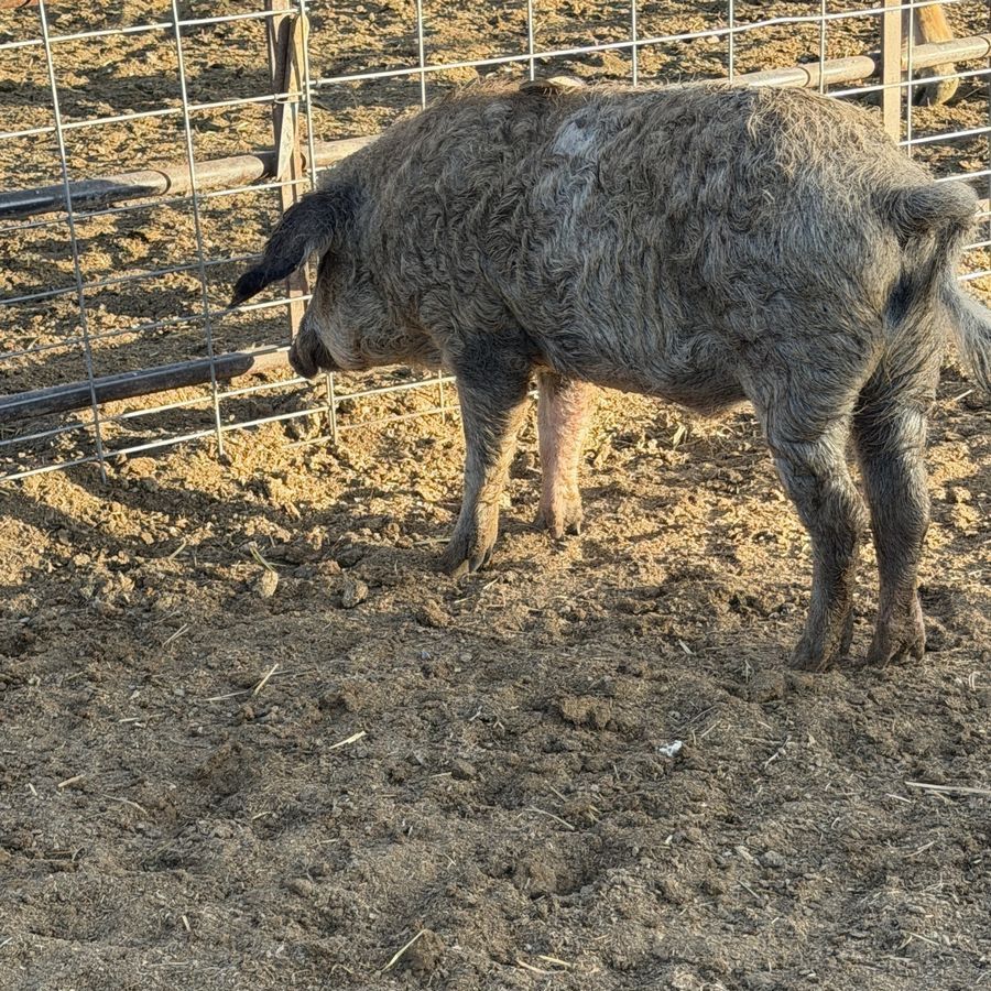 mangalitsa pigs