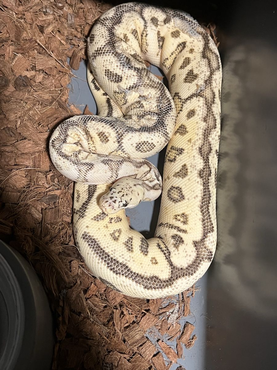 Female