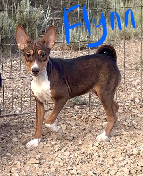 NO BARK Basenji Pups!  Hypoallergenic